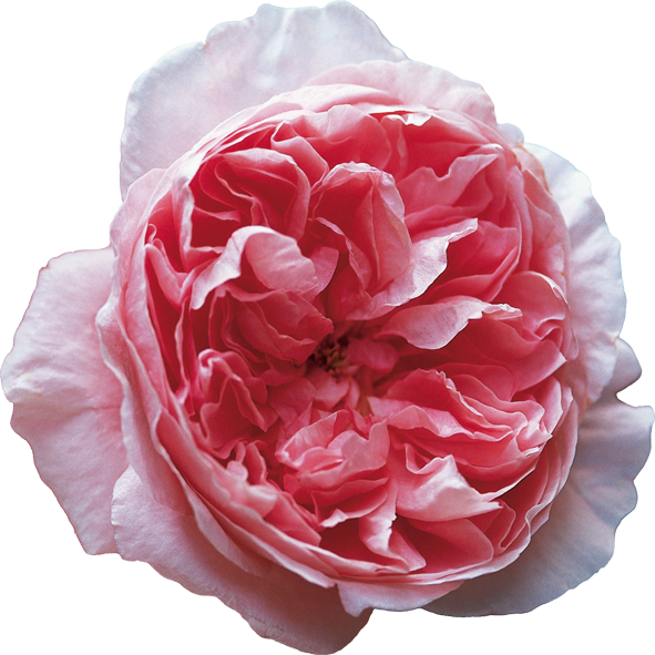 A Close Up Of A Pink Flower