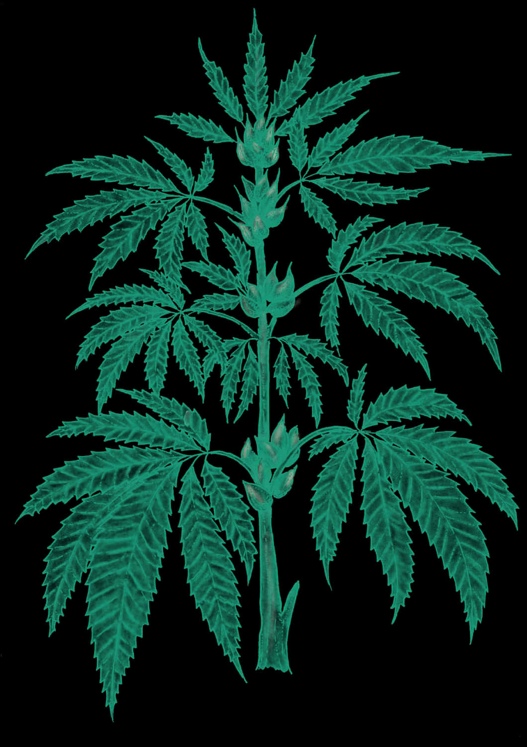 Weed Leaf Plant Clipart
