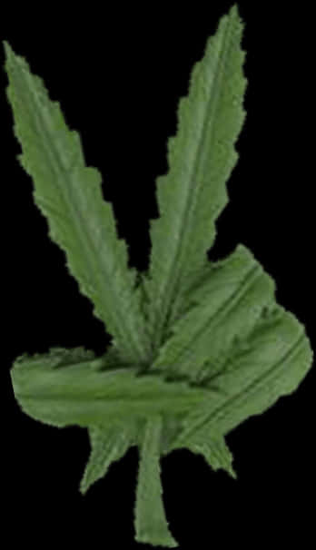 Weed Leaf Png
