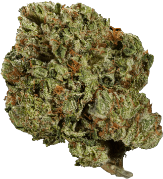 A Green Bud Of Marijuana