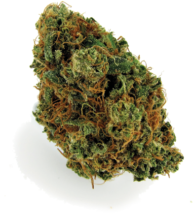 A Green Bud Of Marijuana
