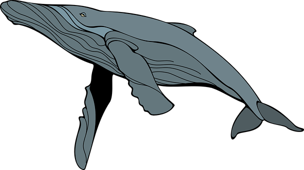 Whale Png 608 X 340