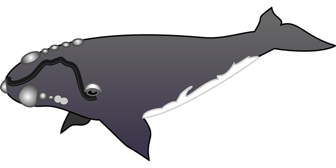 A Whale With A Black Background