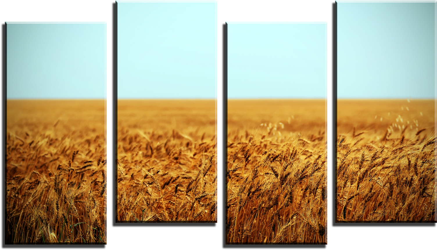 A Field Of Wheat With Blue Sky