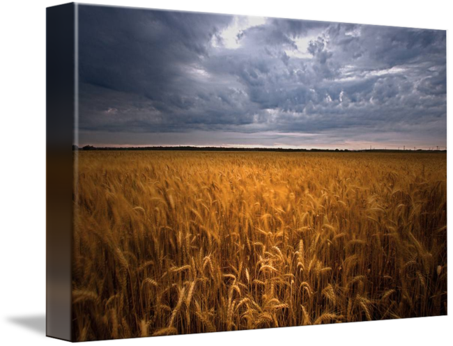 A Field Of Wheat Under A Cloudy Sky