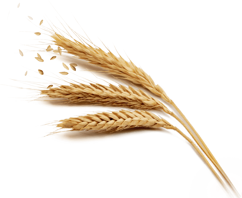 Bent Wheat