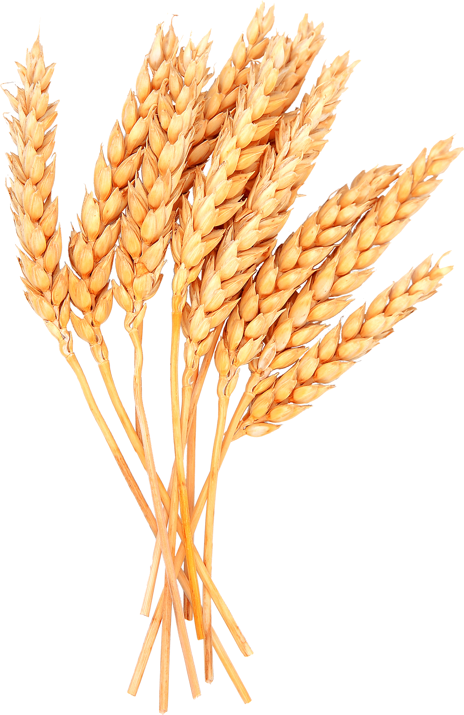 Bundle Of Wheat