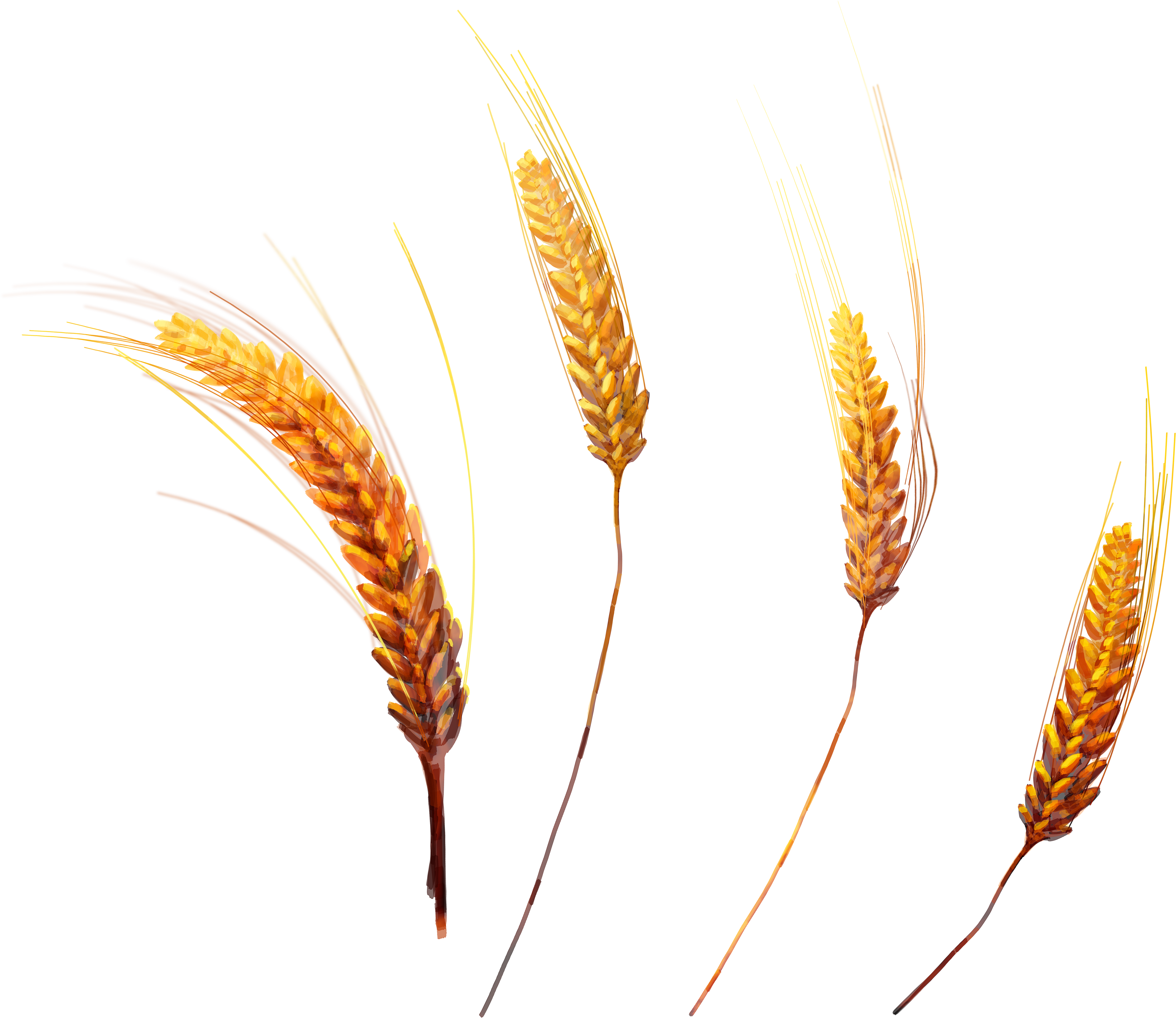 Golden Wheat Drawing