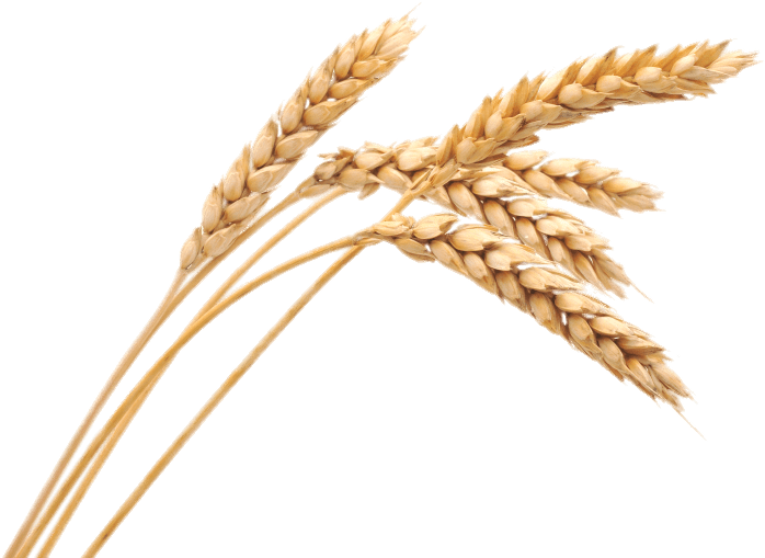 Several Ears Of Wheat