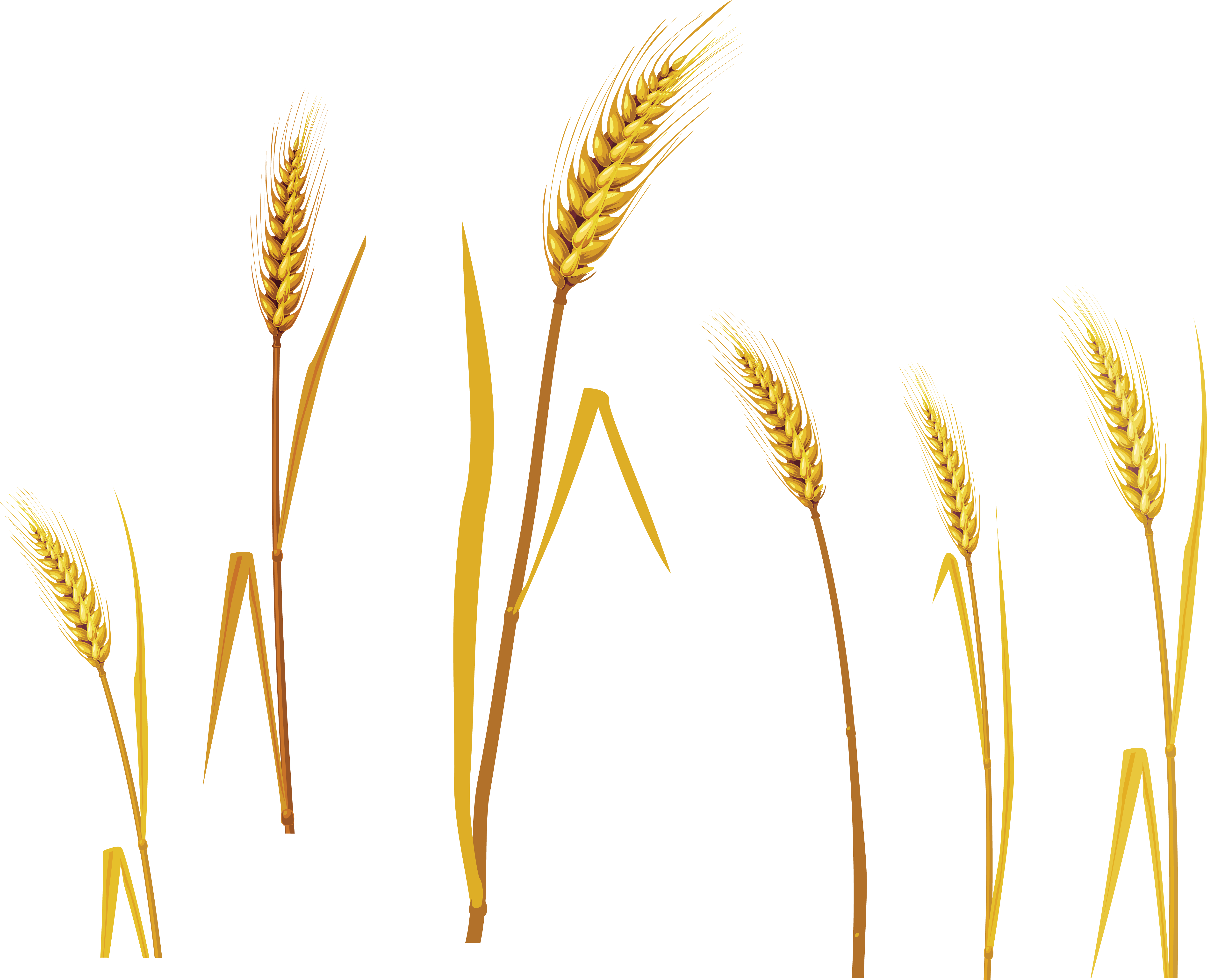 Wheat Plants