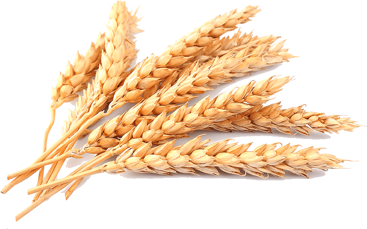 A Bunch Of Wheat On A Black Background