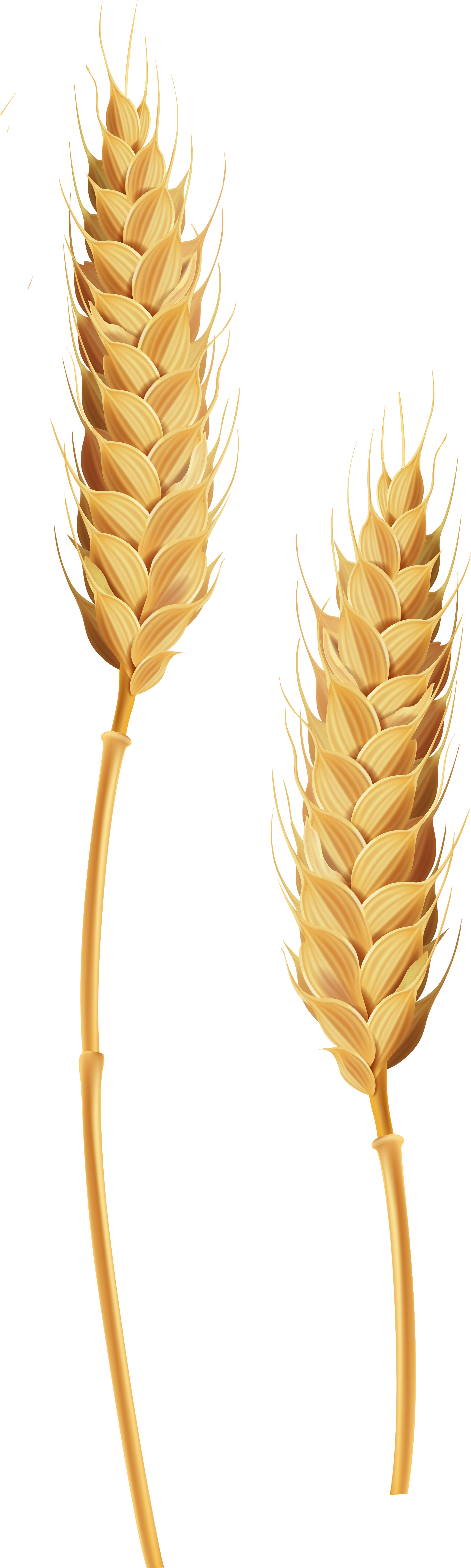 A Wheat Ear And Stalk