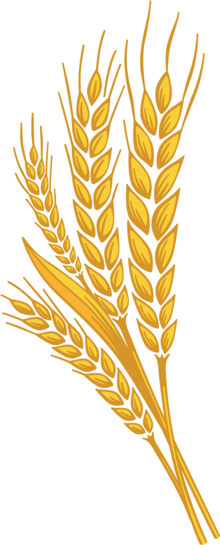 A Group Of Wheat Ears