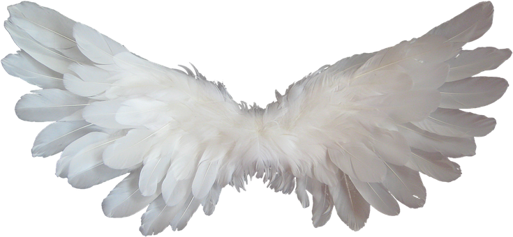 A White Feathered Wings On A Black Background