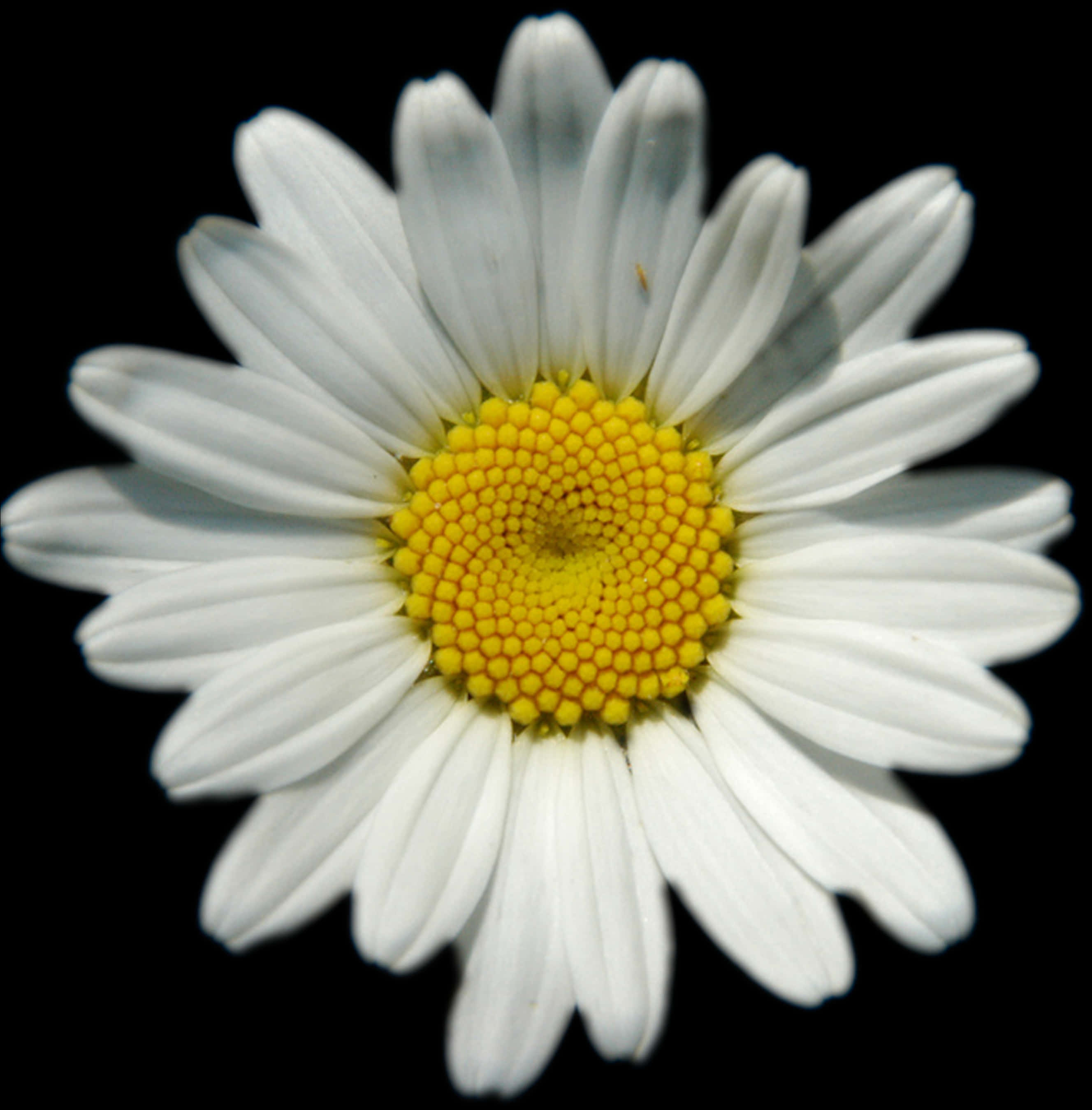 White Daisy With Shadowed Petals