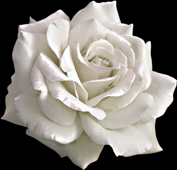 White Flower PNG