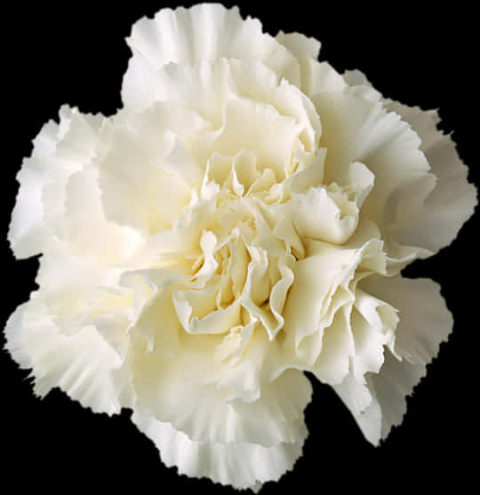 A White Flower With Ruffled Petals