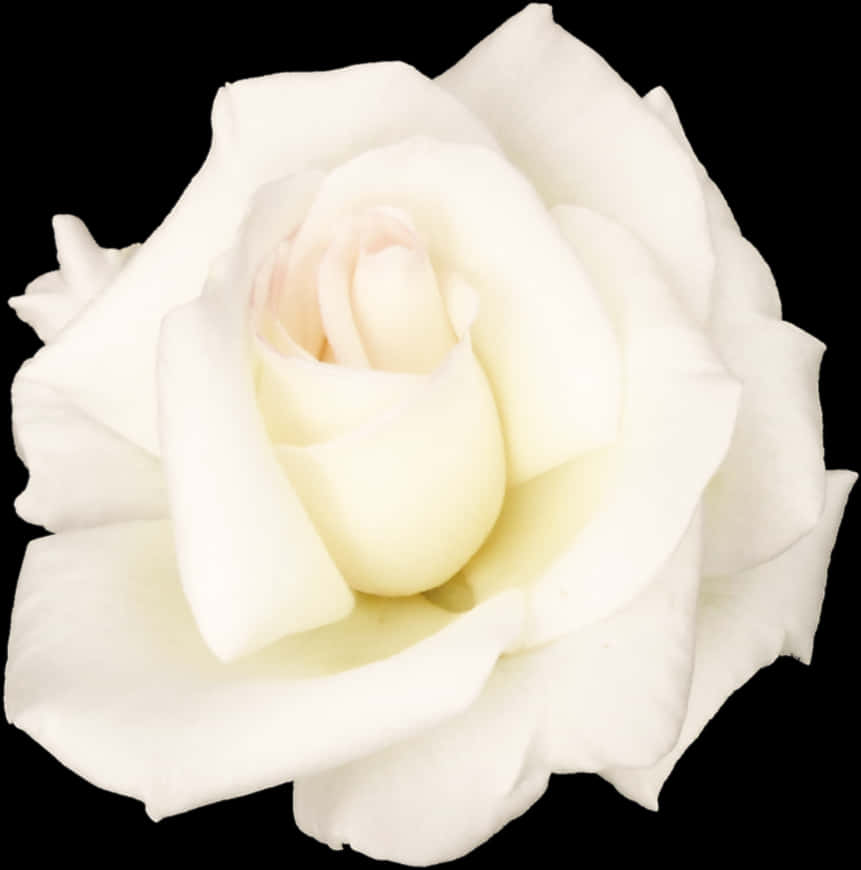 A White Rose With A Black Background