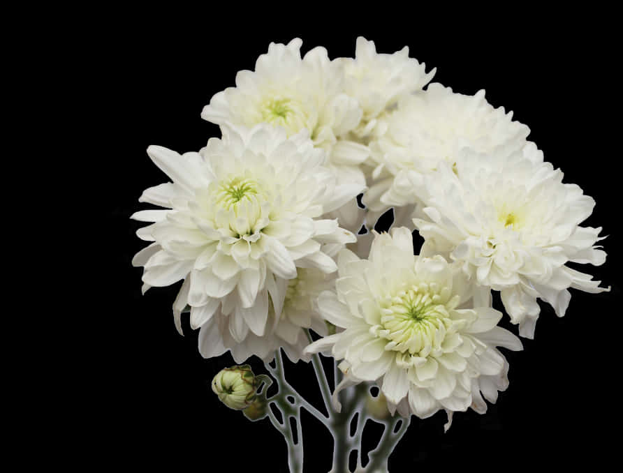 A Group Of White Flowers