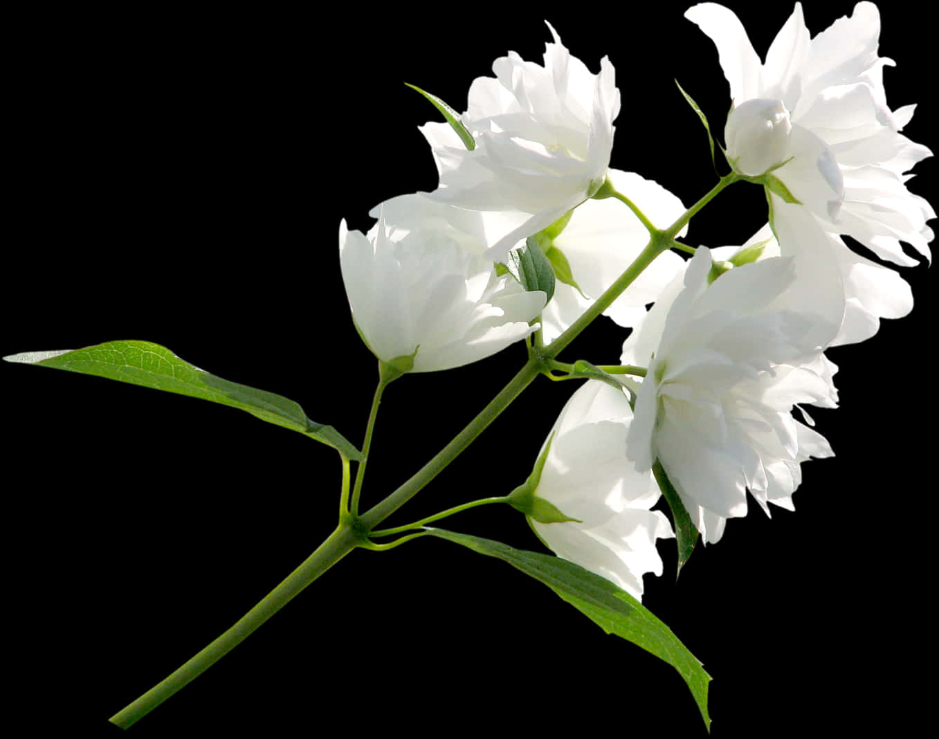 A White Flowers On A Stem