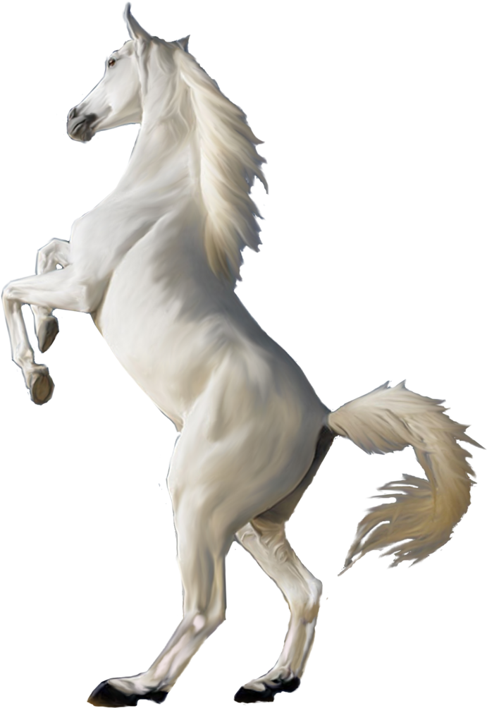 A White Horse With Long Mane And Tail