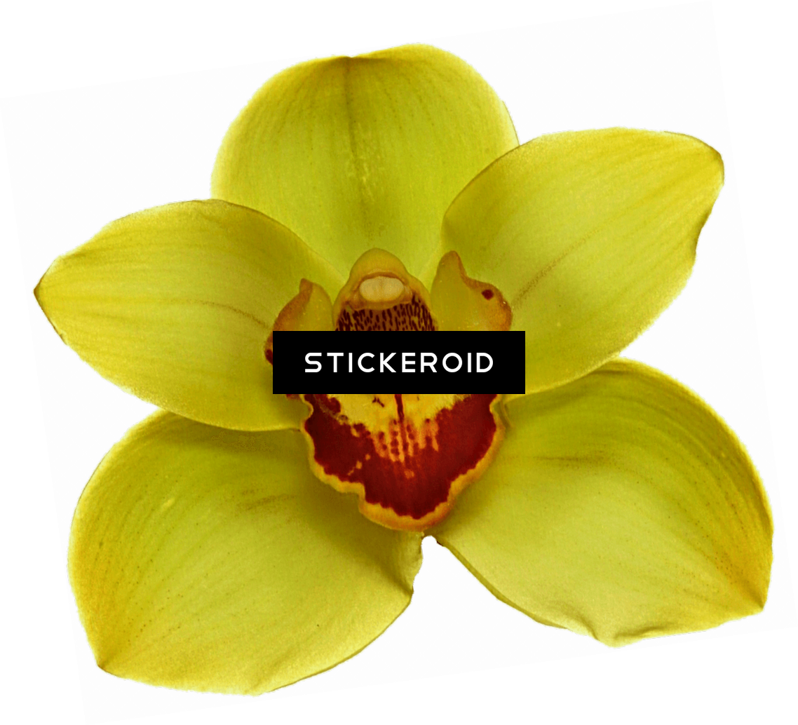White Orchid , Png Download - Artificial Flower, Transparent Png