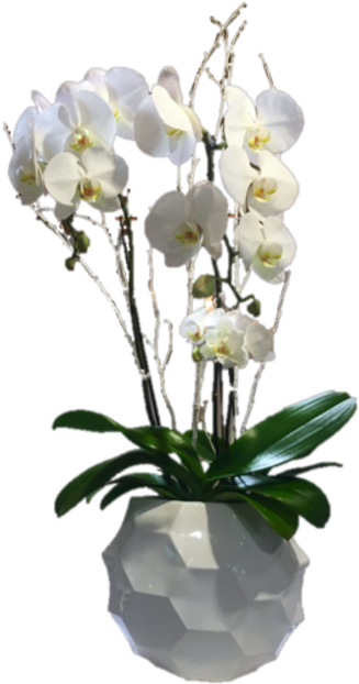 A White Orchid In A Pot