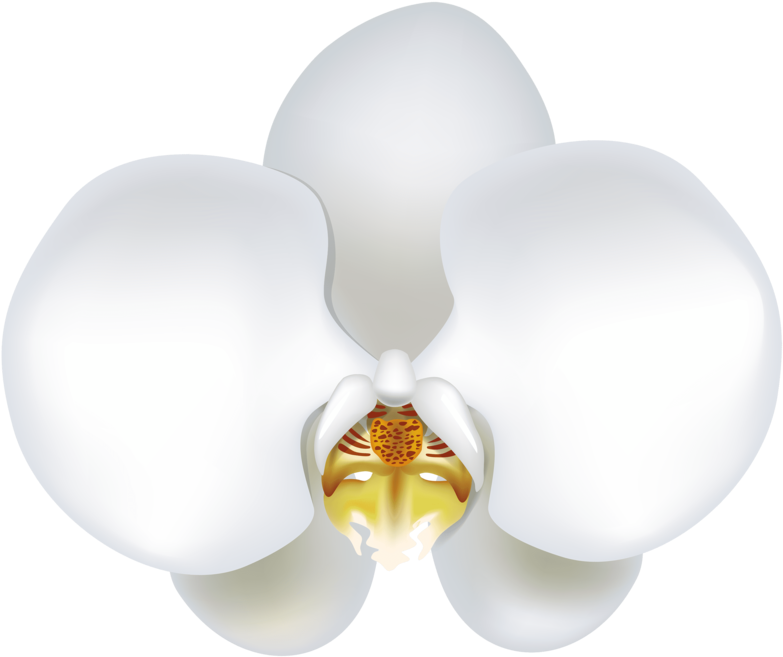 A White Flower With A Yellow Face