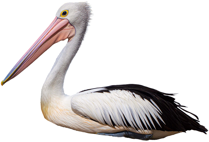A Pelican With A Long Beak