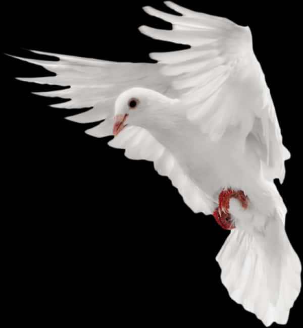 White Pigeon Wings Flap