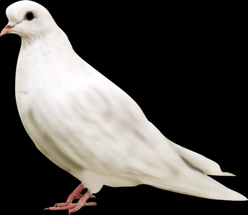 White Pigeon Observing