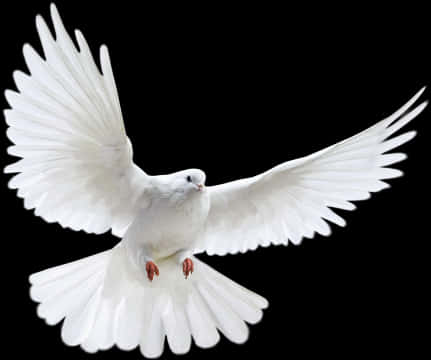 White Pigeon Png