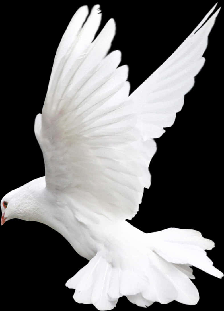 White Pigeon Left
