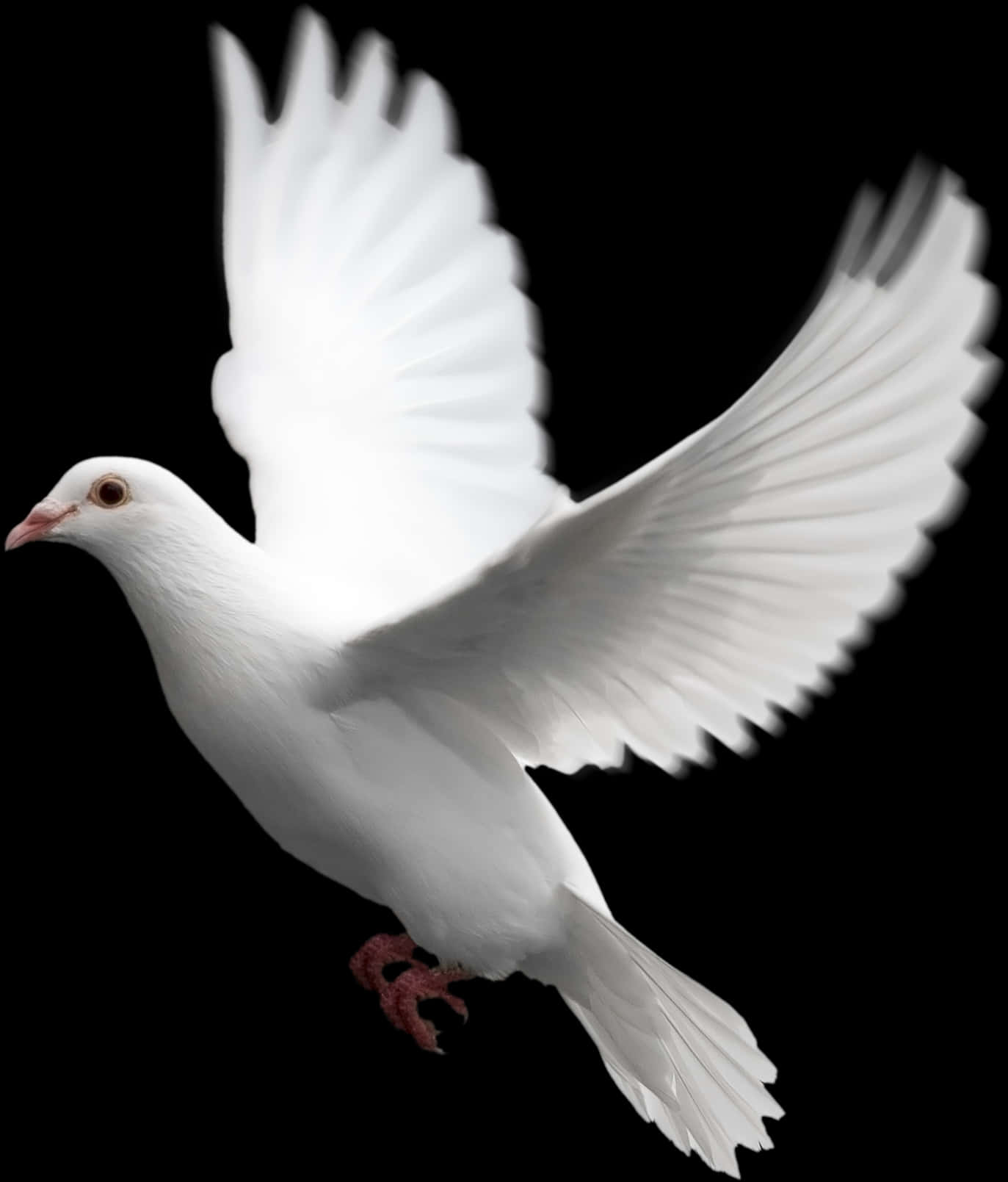 White Pigeon Wings