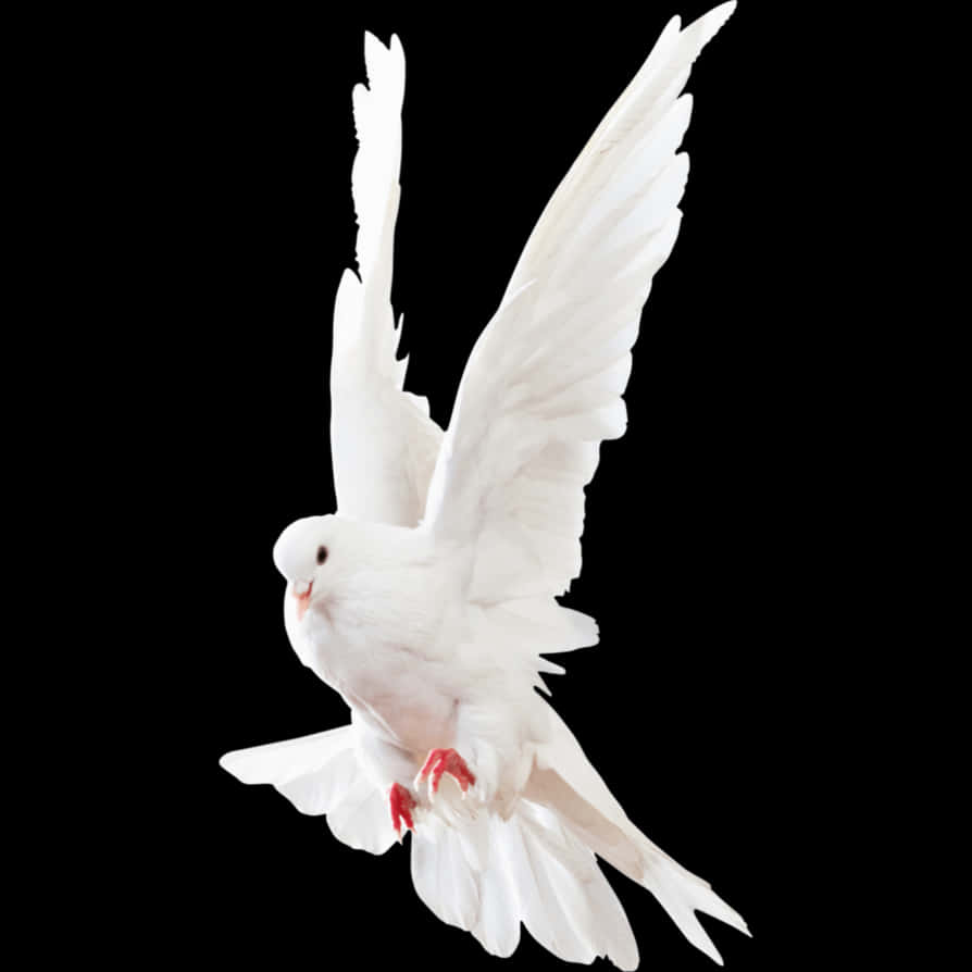 A White Bird Flying In The Air
