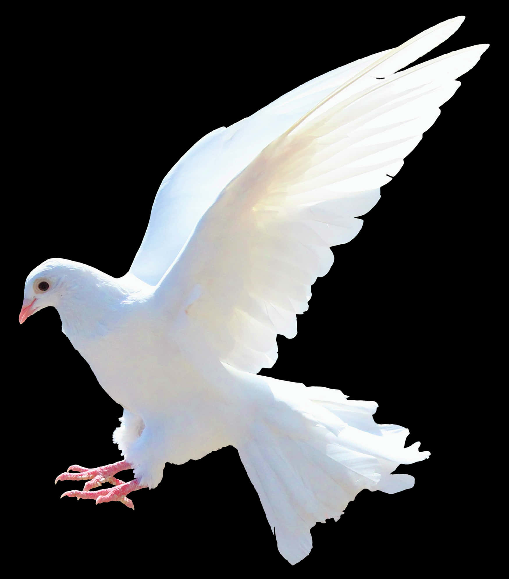 A White Dove With Its Wings Spread