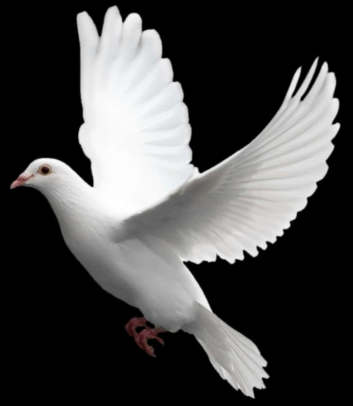 A White Dove Flying In The Air