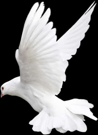 A White Dove Flying In The Sky