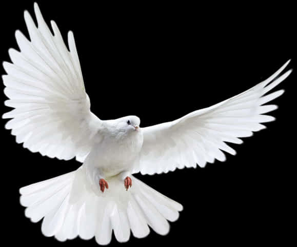A White Dove Flying In The Sky