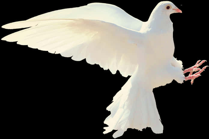 A White Dove With Its Wings Spread
