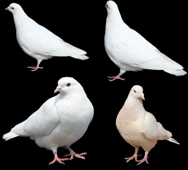 White Pigeon Kinds