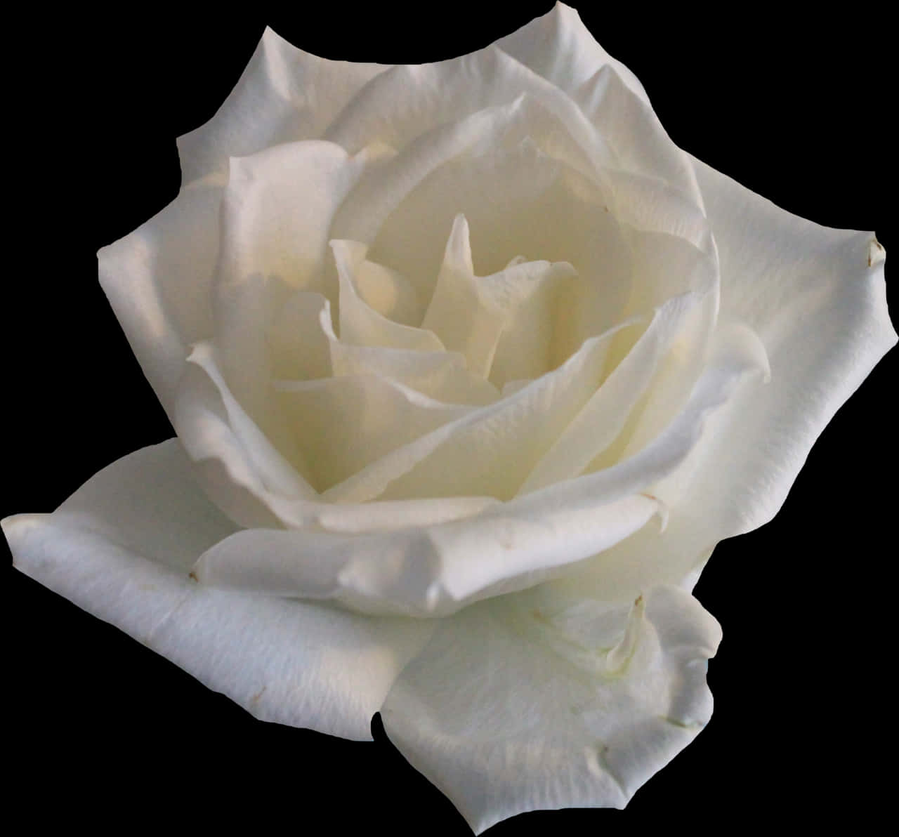 A White Rose On A Black Background