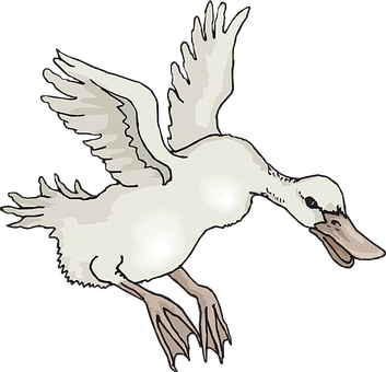 A White Duck With Wings Spread