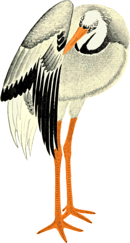 A White Bird With Orange Legs