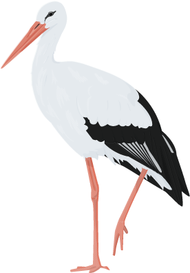 A White Bird With Red Beak And Long Legs