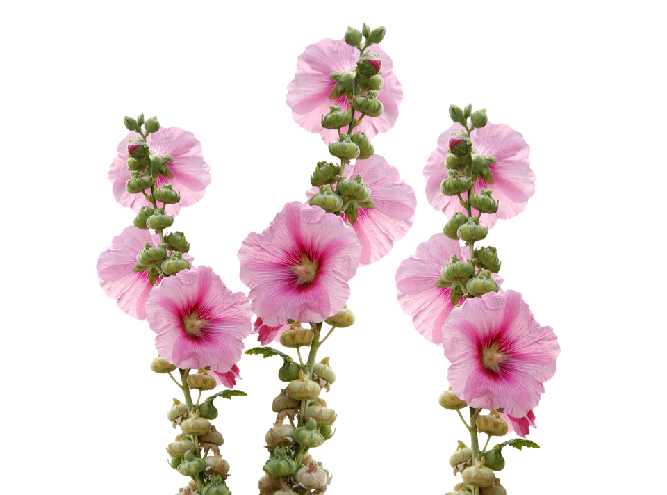 A Group Of Pink Flowers