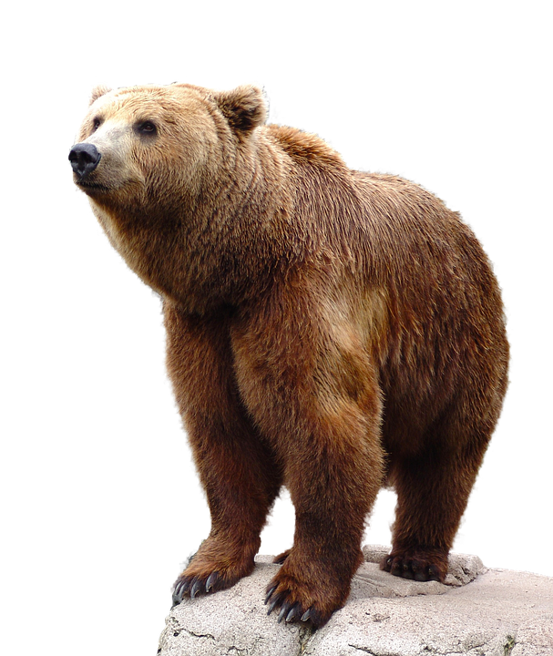 A Brown Bear Standing On A Rock