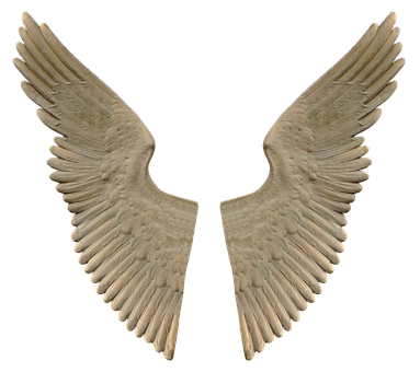 A Pair Of White Wings