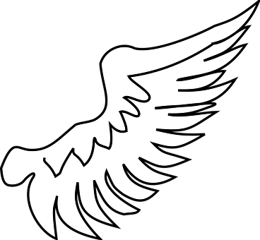 A White Wing With Black Background