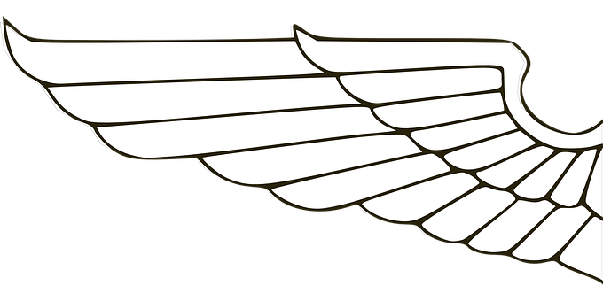 A White Wing With Black Background